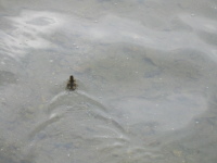 lakes5.jpg