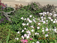 dscn0059.jpg