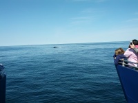 IMG_20120519_155712.jpg