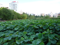 P1020787.jpg