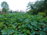 P1020793.jpg