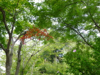 P1020900.jpg
