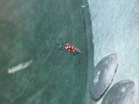 P1000685.jpg