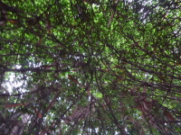 P1040229.jpg
