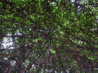 P1040230.jpg