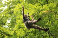 flight_of_the_gibbon_IMG_0027.jpg