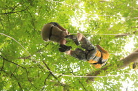 flight_of_the_gibbon_IMG_0086.jpg
