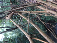 P1050063.jpg