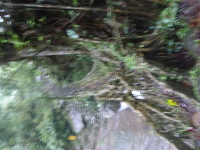 P1050111.jpg